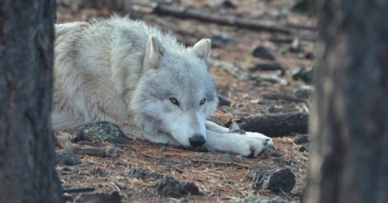 british columbia wolf